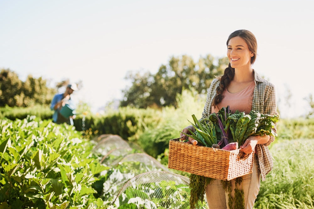Naturkräuter-Detox: Ihr Weg zur ganzheitlichen Entgiftung