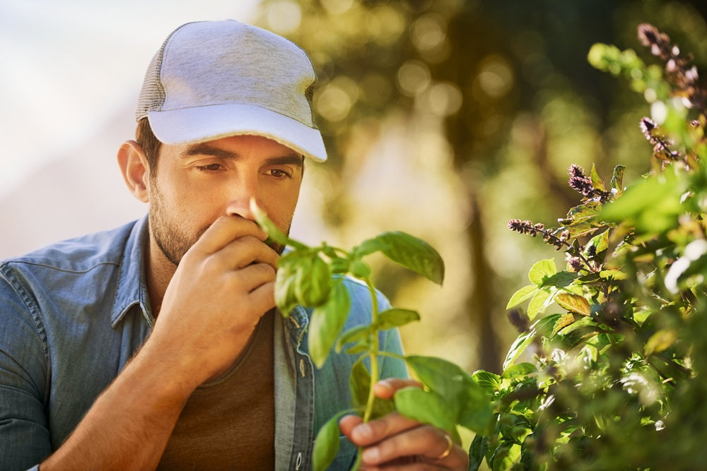 Naturkräuter-Detox: Ihr Weg zur ganzheitlichen Entgiftung